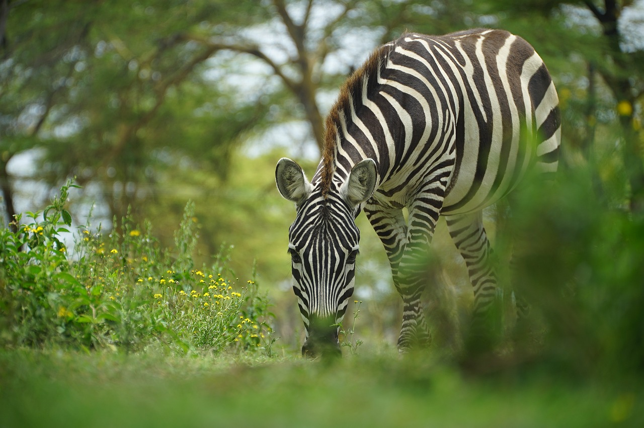 luxury safari in Kenya